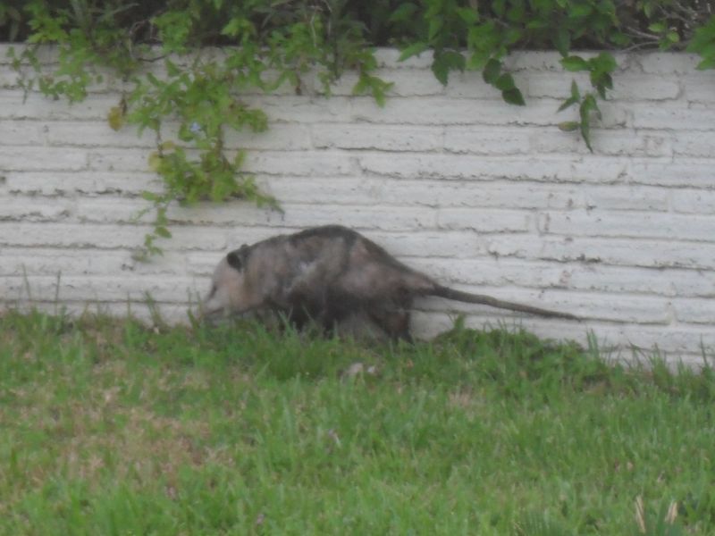 opossumi.jpg